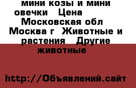 мини козы и мини овечки › Цена ­ 8 000 - Московская обл., Москва г. Животные и растения » Другие животные   
